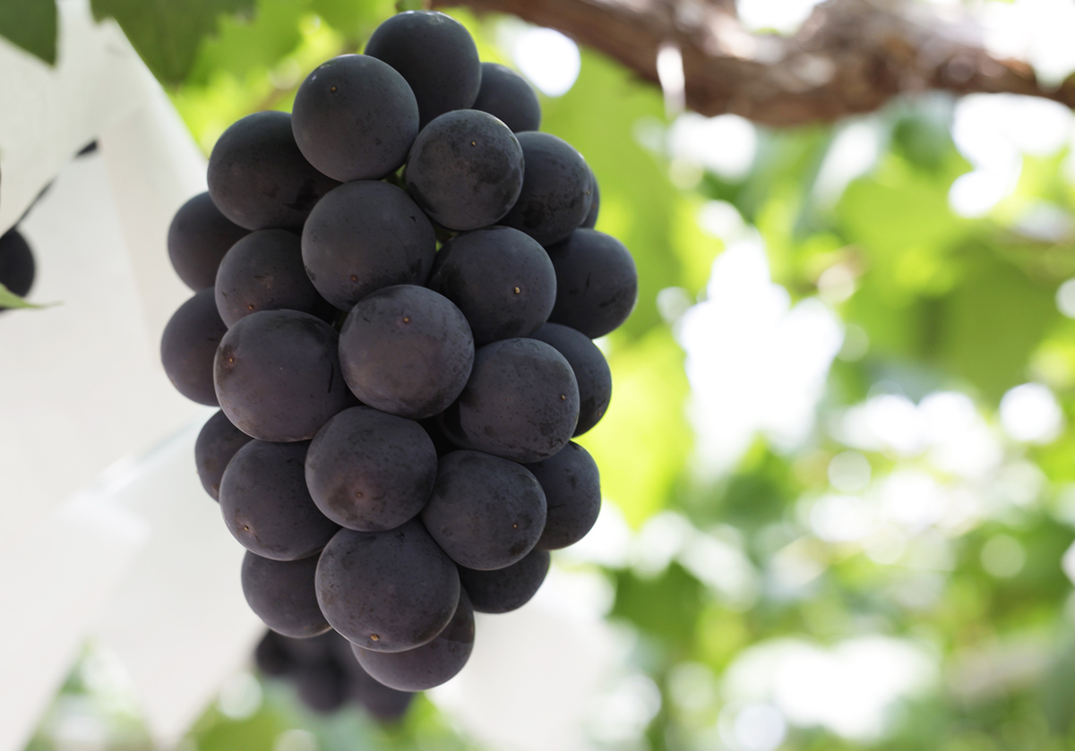 岡山的葡萄